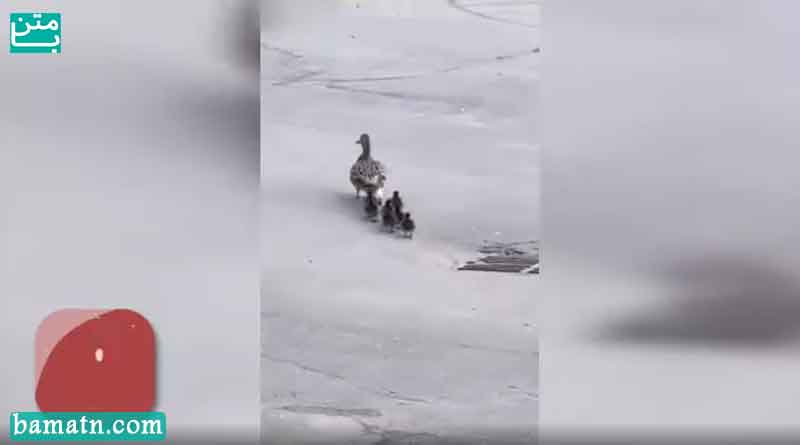 مادری که بچه های خود را به کشتن داد ! + فیلم
